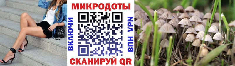 где продают   Тамбов  Псилоцибиновые грибы Psilocybine cubensis 