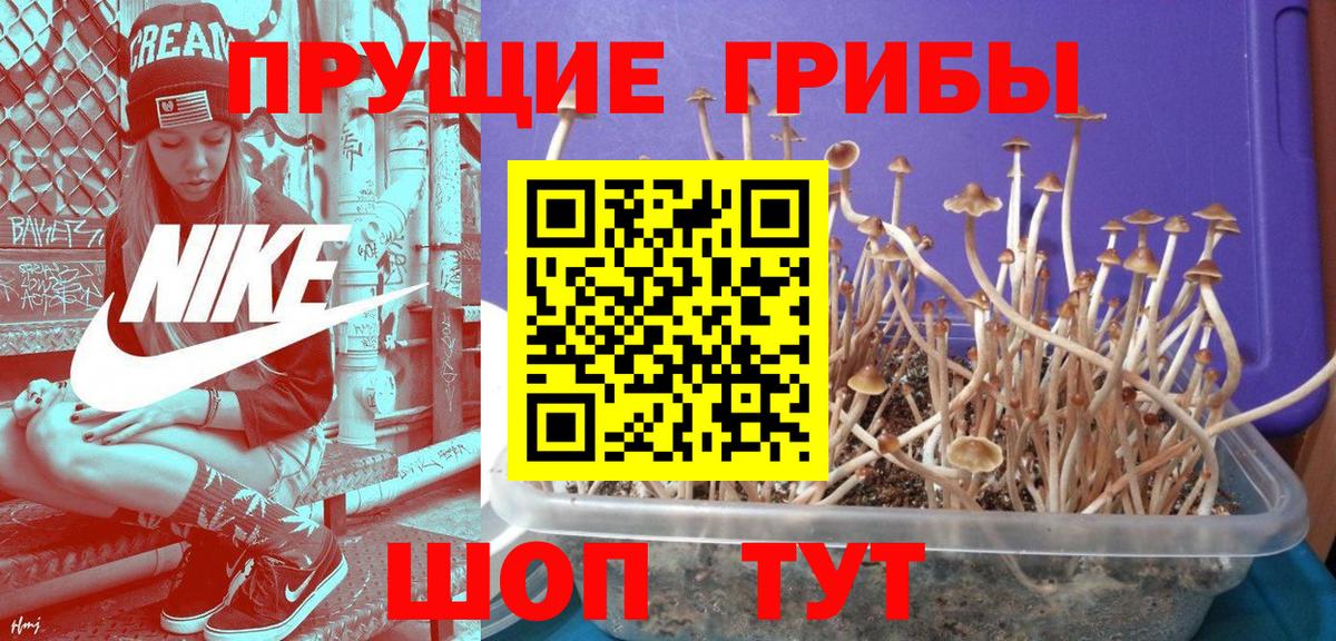 Тамбов  Галлюциногенные грибы Psilocybe  Галлюциногенные грибы Psilocybe  Вход с VPN 